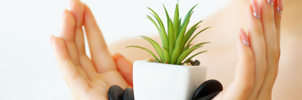 4 Benefits of Aloe Vera for Hair