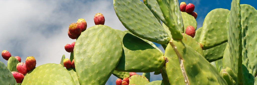 Top 3 Benefits of Prickly Pear Extract for Hair